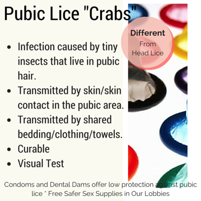 pubic lice pubic lice