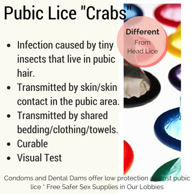 pubic lice