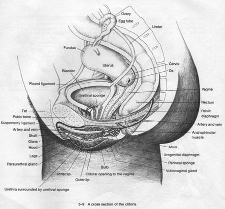 Clitoris+Cross+Section